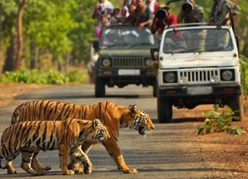 Jim Corbett Wildlife Tour